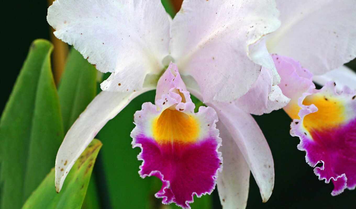 цветы, орхидея, орхидеи, обсуждение, загадочные, liveinternet