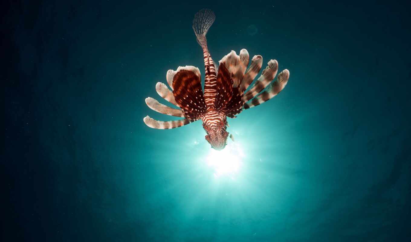 print, world, animal, to be removed, protective, underwater, lionfish, bravis, fish, separation