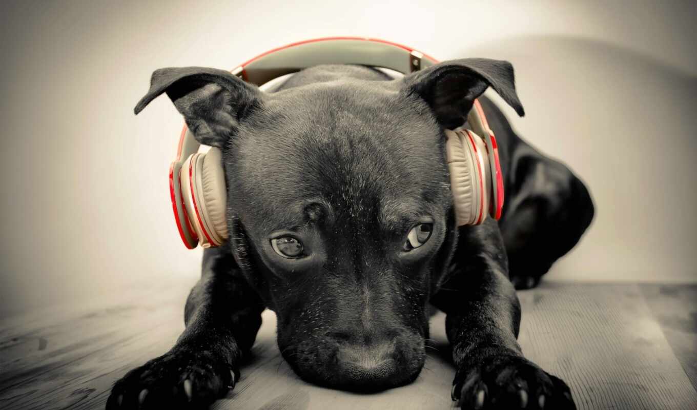 music, dog, golden, puppy, breed, doggie, retriever, earpiece, metkii, zadrat
