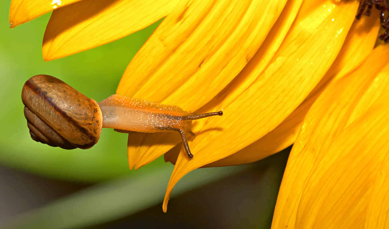 high, sunflower, snail