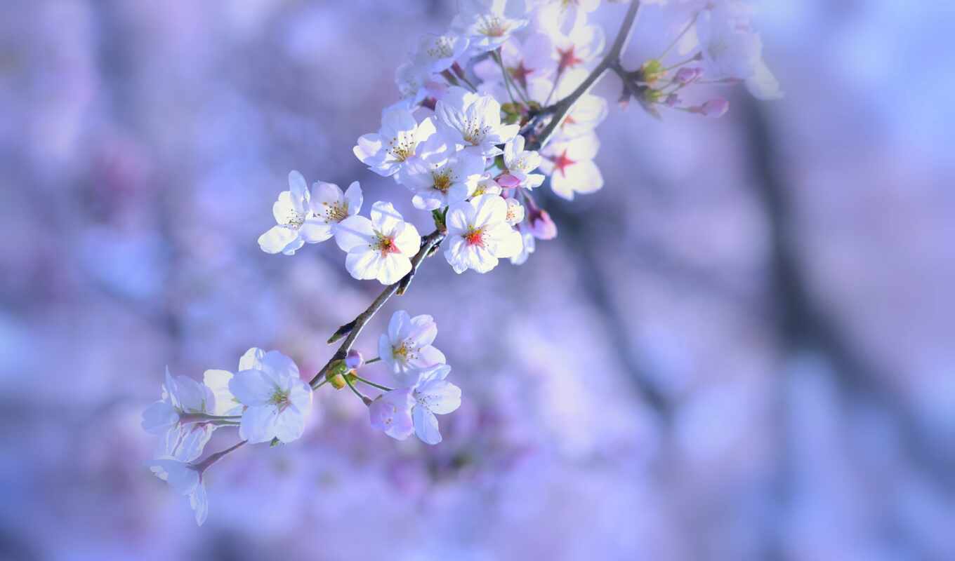 nature, white, macro, tree, spring, lilac, blossom, cvety, twig