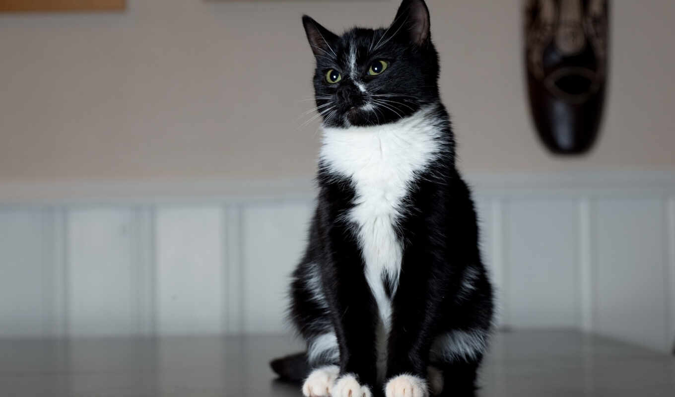 black, white, cat, cats, fur, tuxedo, paws