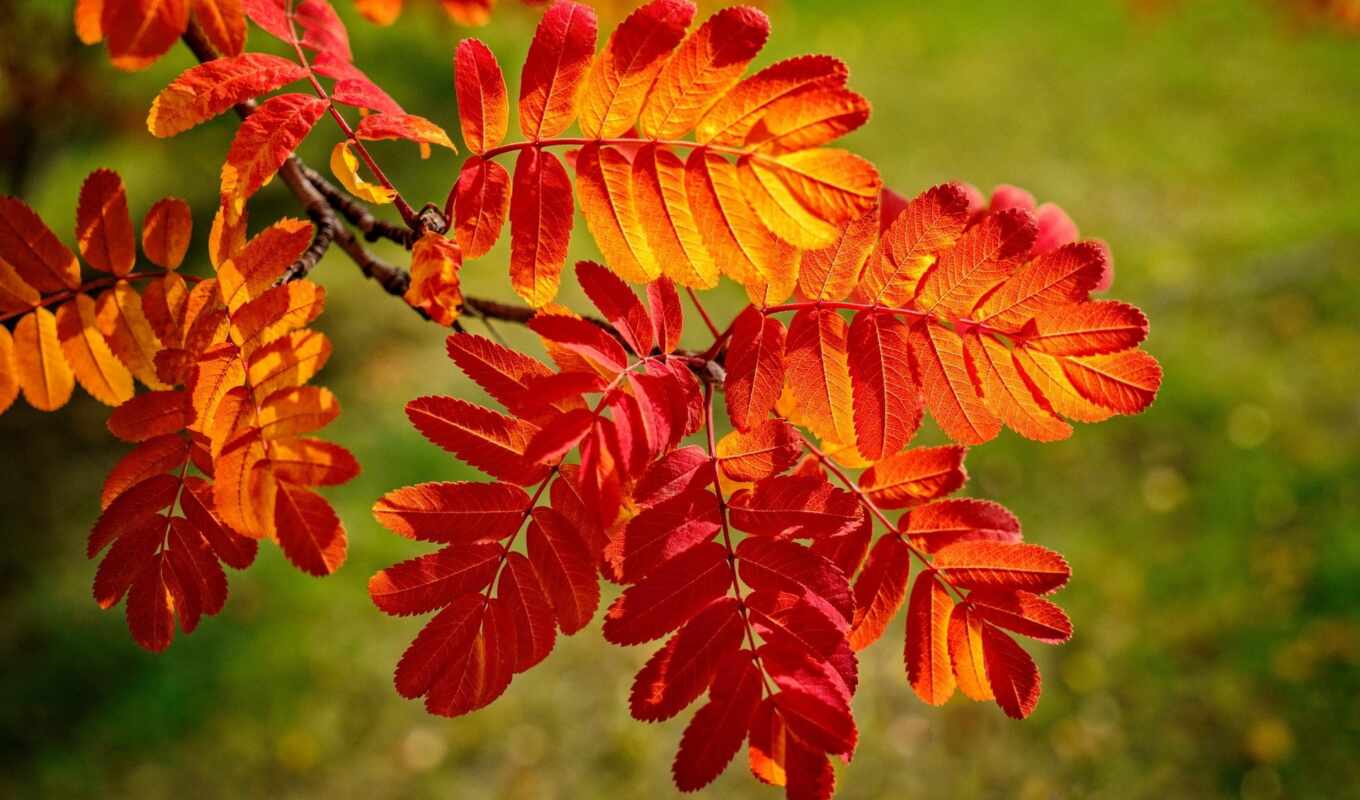 nature, autumn, foliage, branch, ashberry, crimson