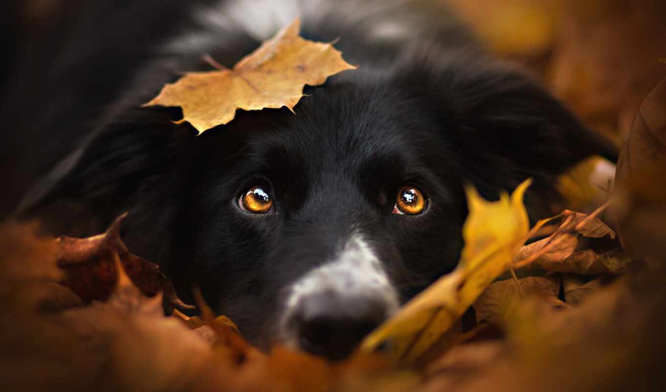 хороший, лист, new, собака, осень, грустный, animal, border, narrow