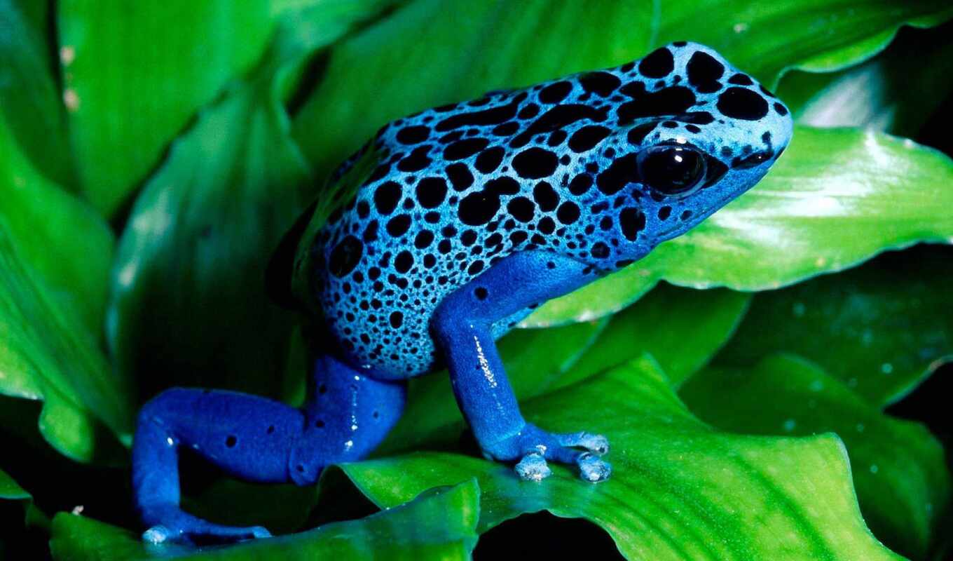 blue, лягушка, toad