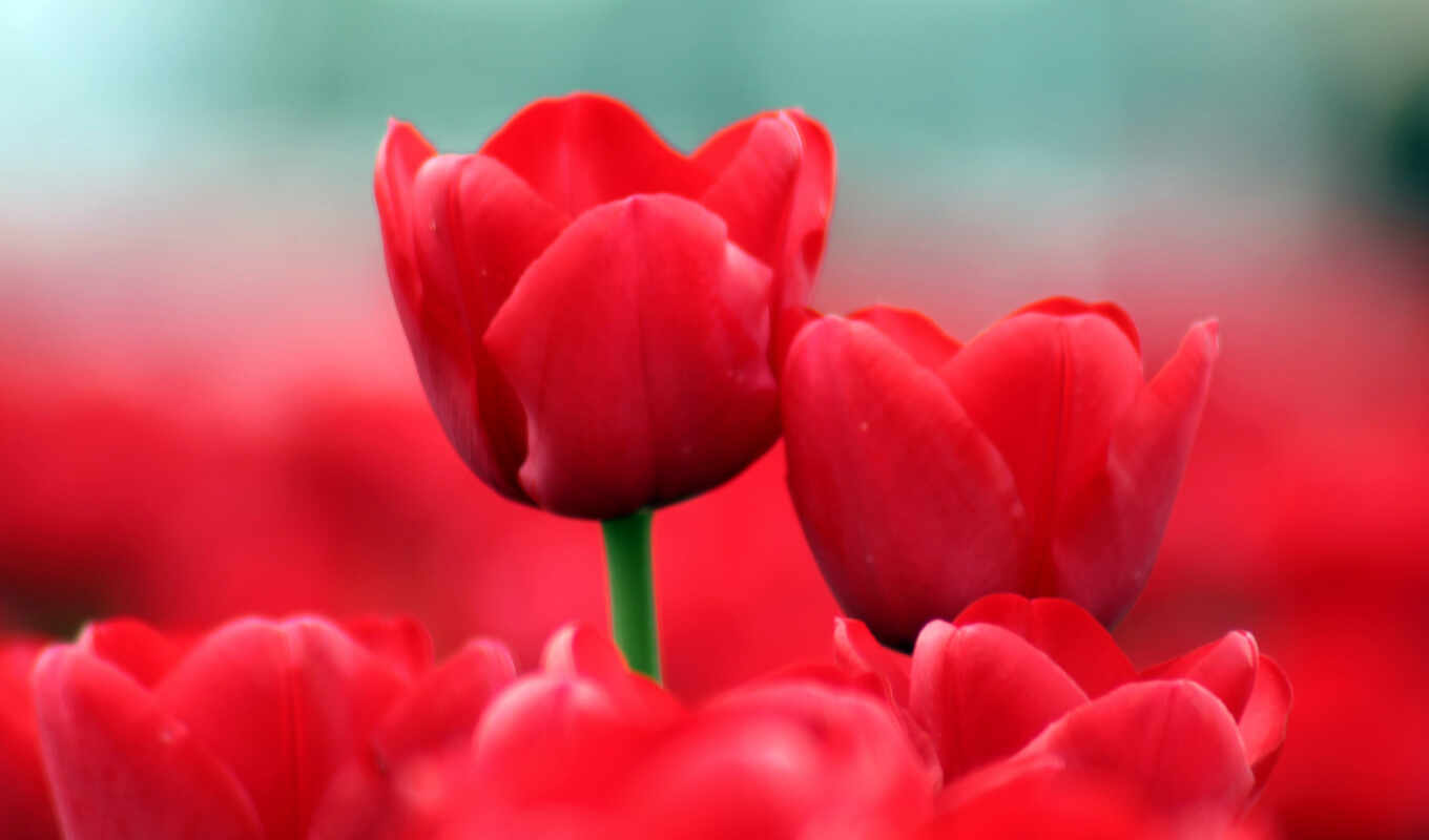flowers, red, tulip