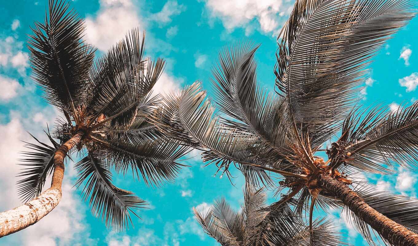 небо, blue, summer, дерево, palm, angle, casa, песнь, lifestyle, low, кокосовый