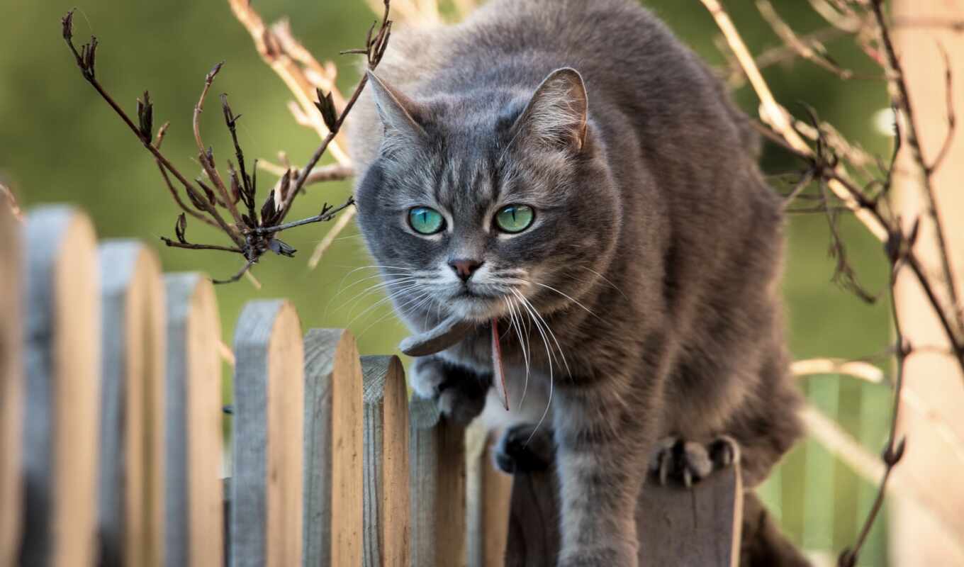 cat, muzzle, branch, animal, fence