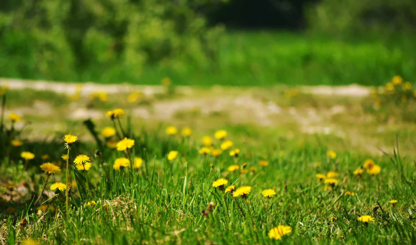 nature, flowers, summer, grass, forest, field, dandelions, yellow, lawn