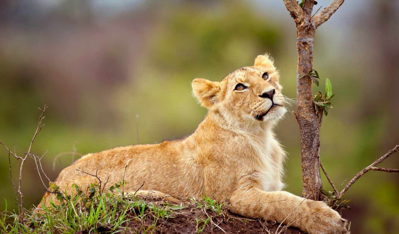 lion, lovely, predator, lions, zhivotnye, lioness, they are lying, lionel, lionoke