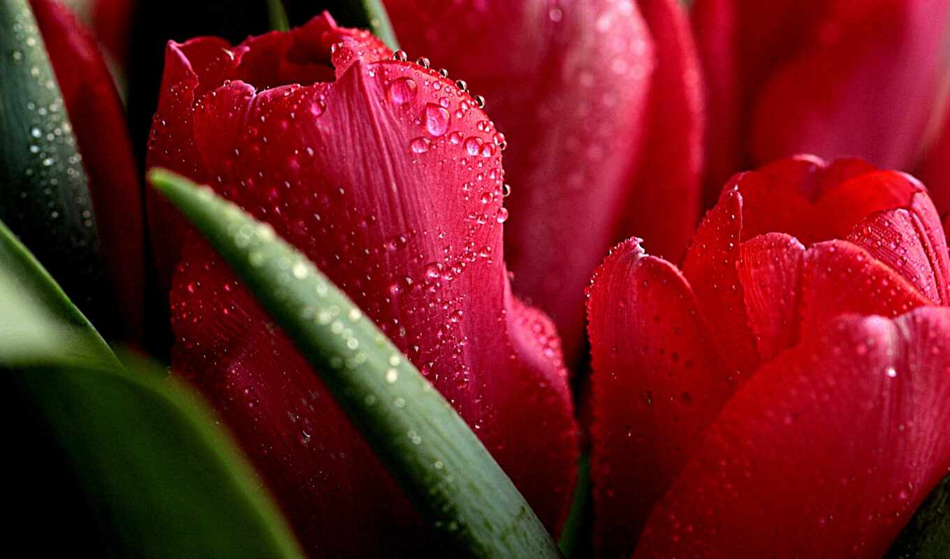 drop, macro, pink, tulips, bouquet, tulip, cvety