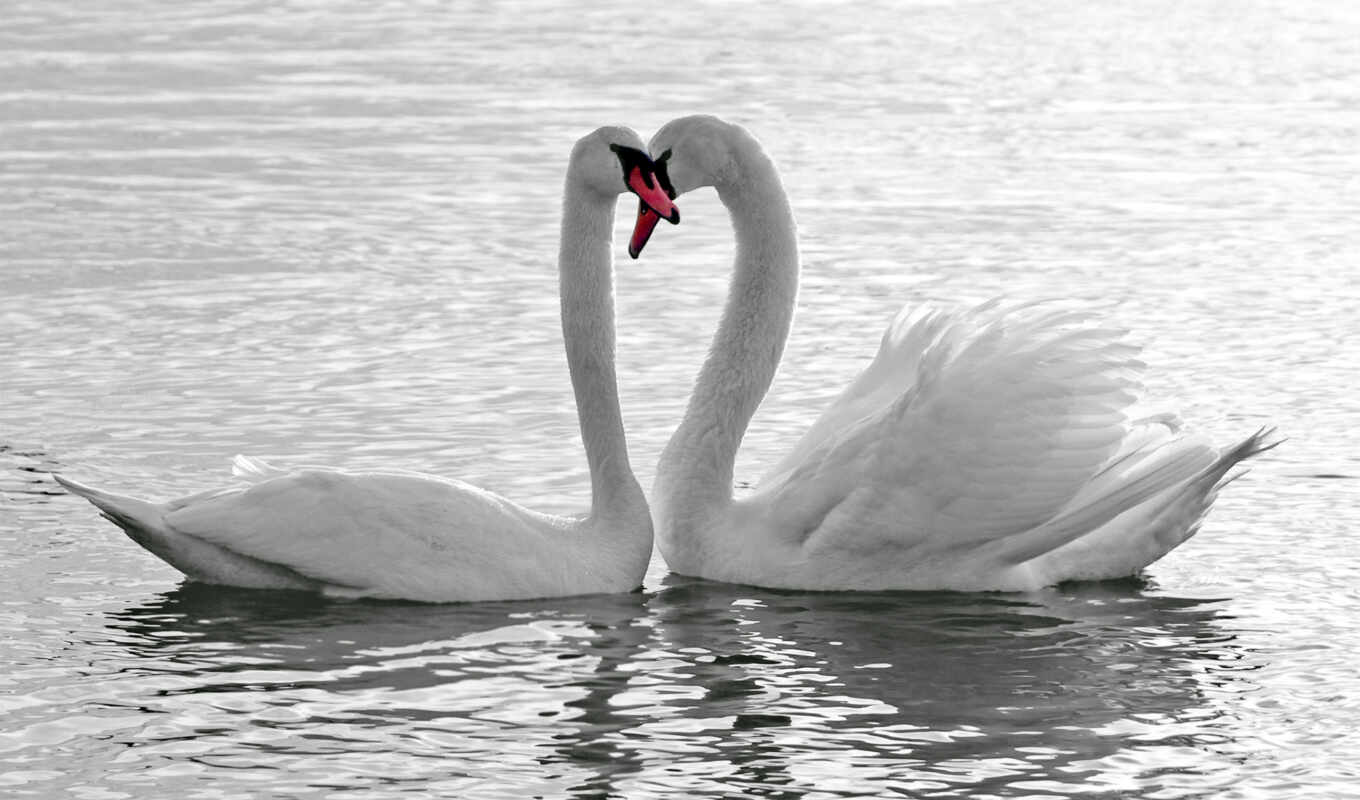 white, white, water, swans, pond, swan, pond, pair, birds