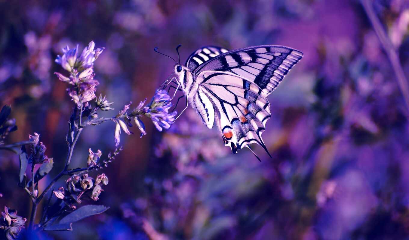 flowers, macro, purple, beautiful, butterfly, insect, color, cvety, purple, purple, plants