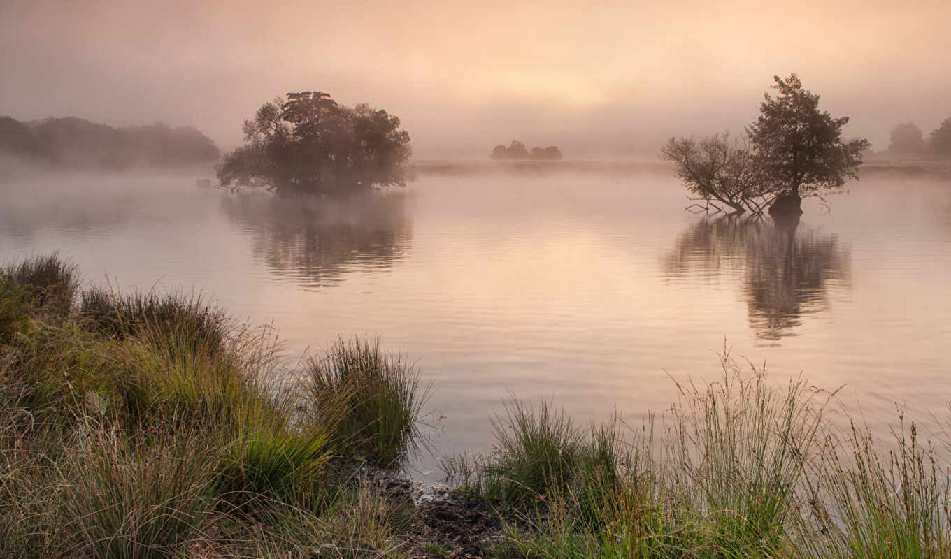 озеро, природа, дерево, трава, утро, mist