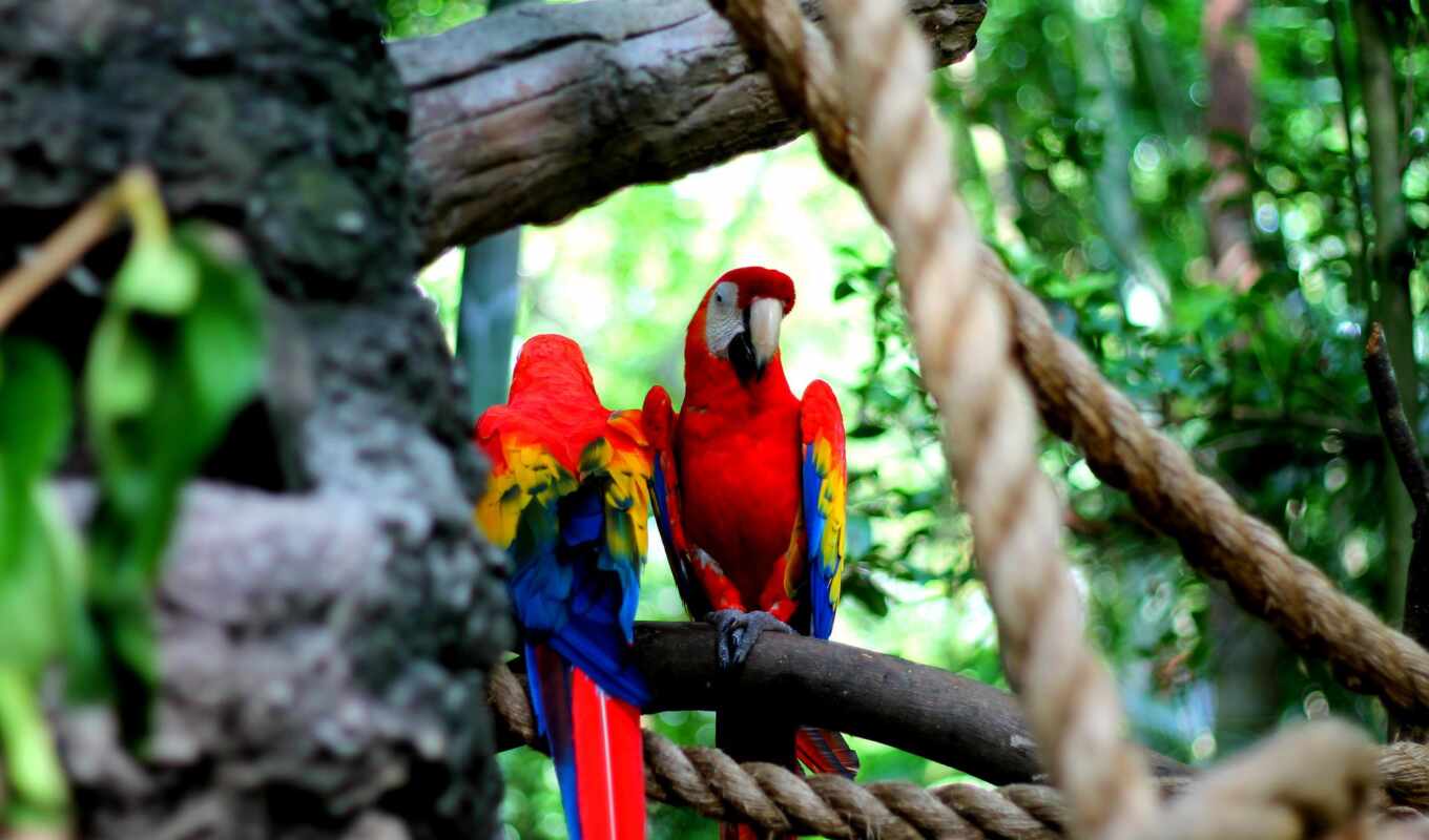 nature, a parrot, animal