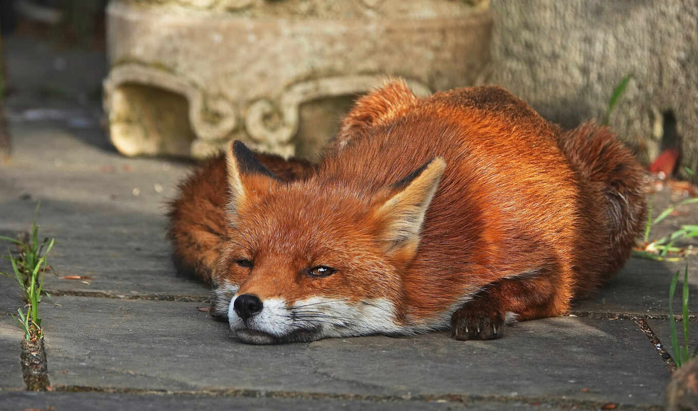 fox, see, animal, lie