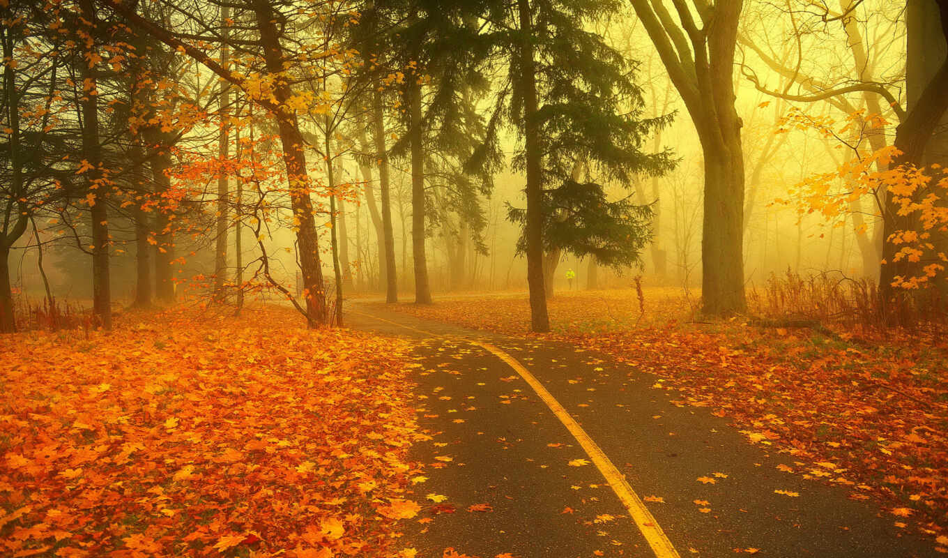 лес, дорога, дороги, осень, туман