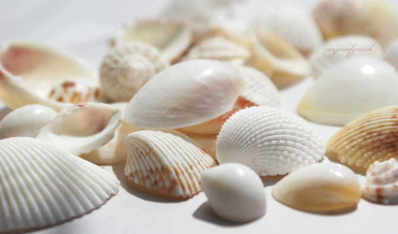 белые, банка, берегу, морские, seashells, натуральные, ракушки