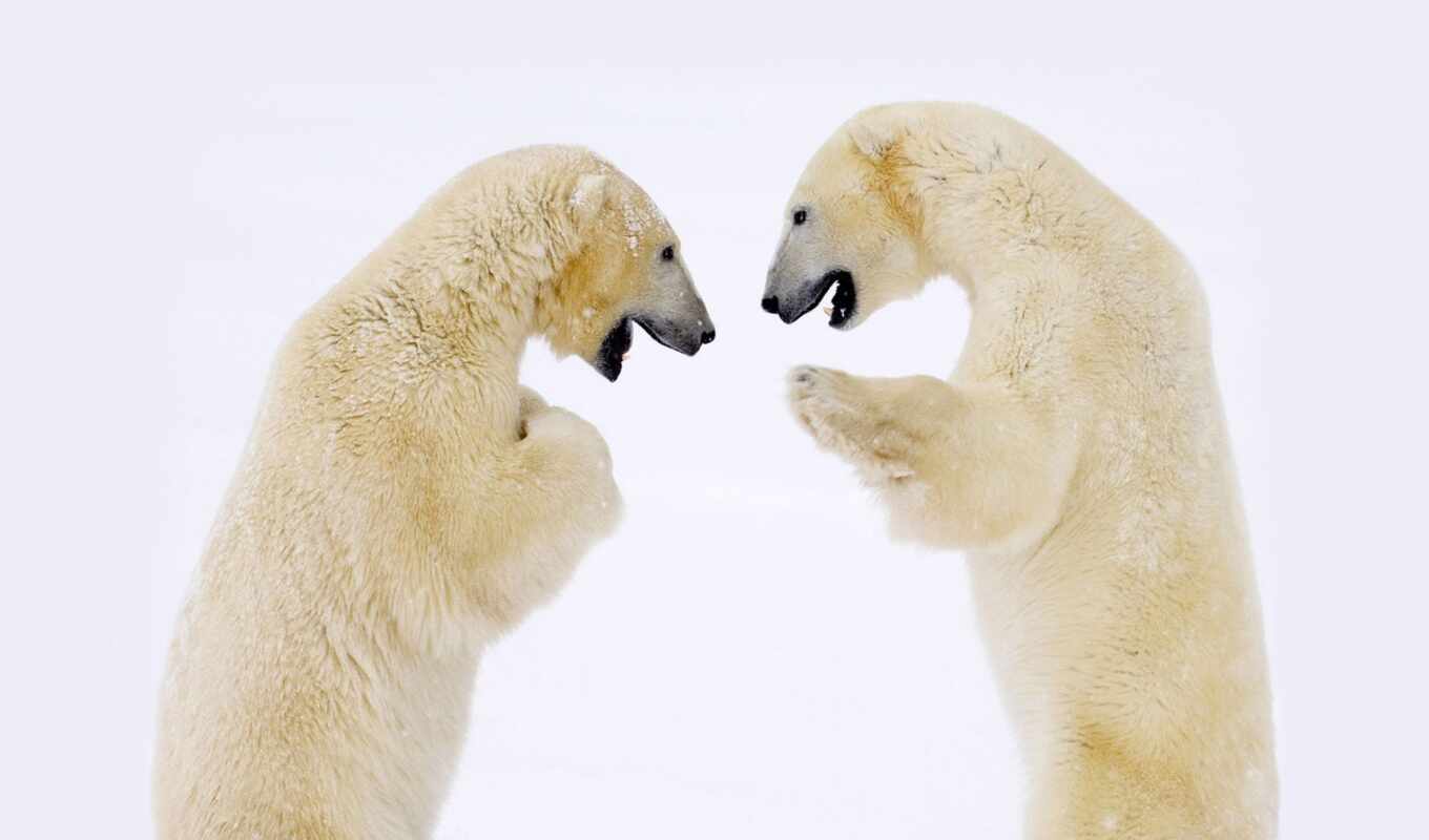 лед, медведь, животных, арктики, зверь, zhivotnye, many, хорошего, настроения, большой