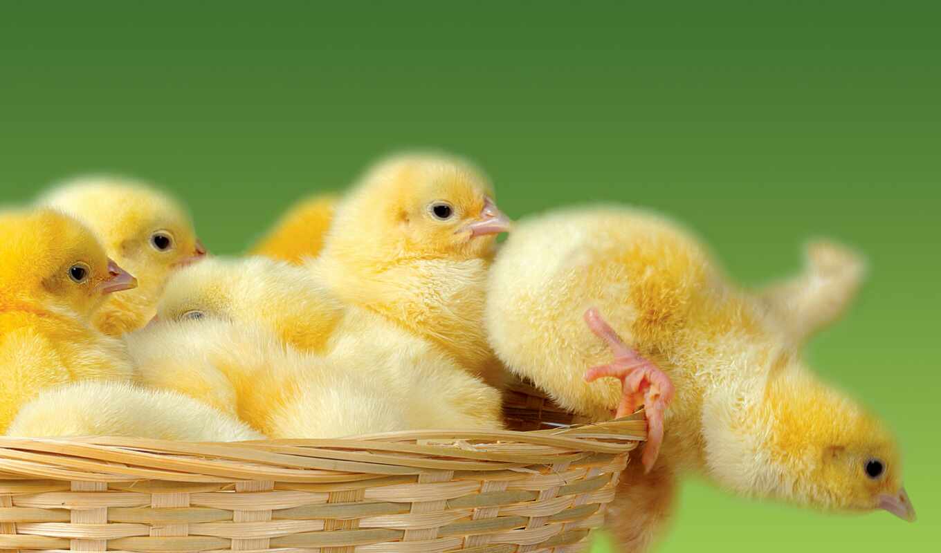 collection, pictures, categories, assistance, chicken, chicken, desktopwallpape, load, chickens