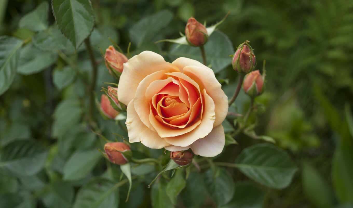 роза, free, изображение, flowers, pinterest, roses