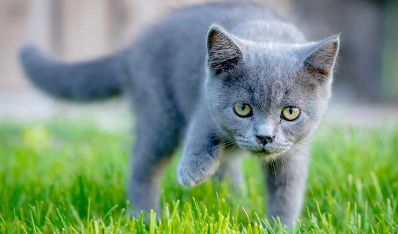 картинка, серый, трава, кот, их, смотреть, котенок, сервал