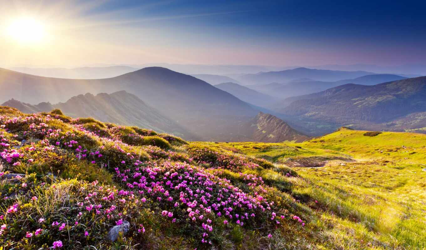 природа, цветы, sun, камень, трава, закат, гора, landscape, hill, азалии, luchit