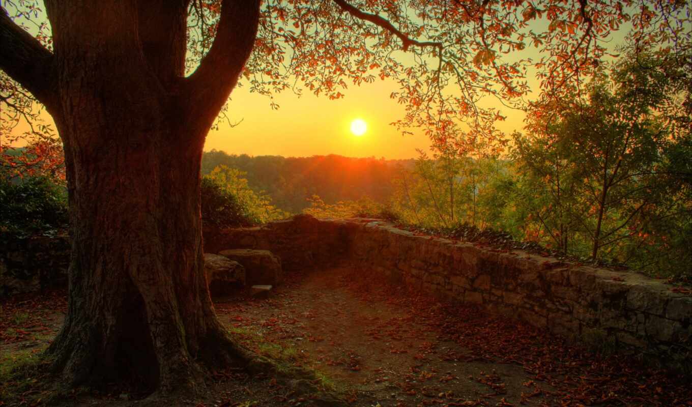 природа, лист, sun, дерево, закат, лес, осень, дорогой, fore