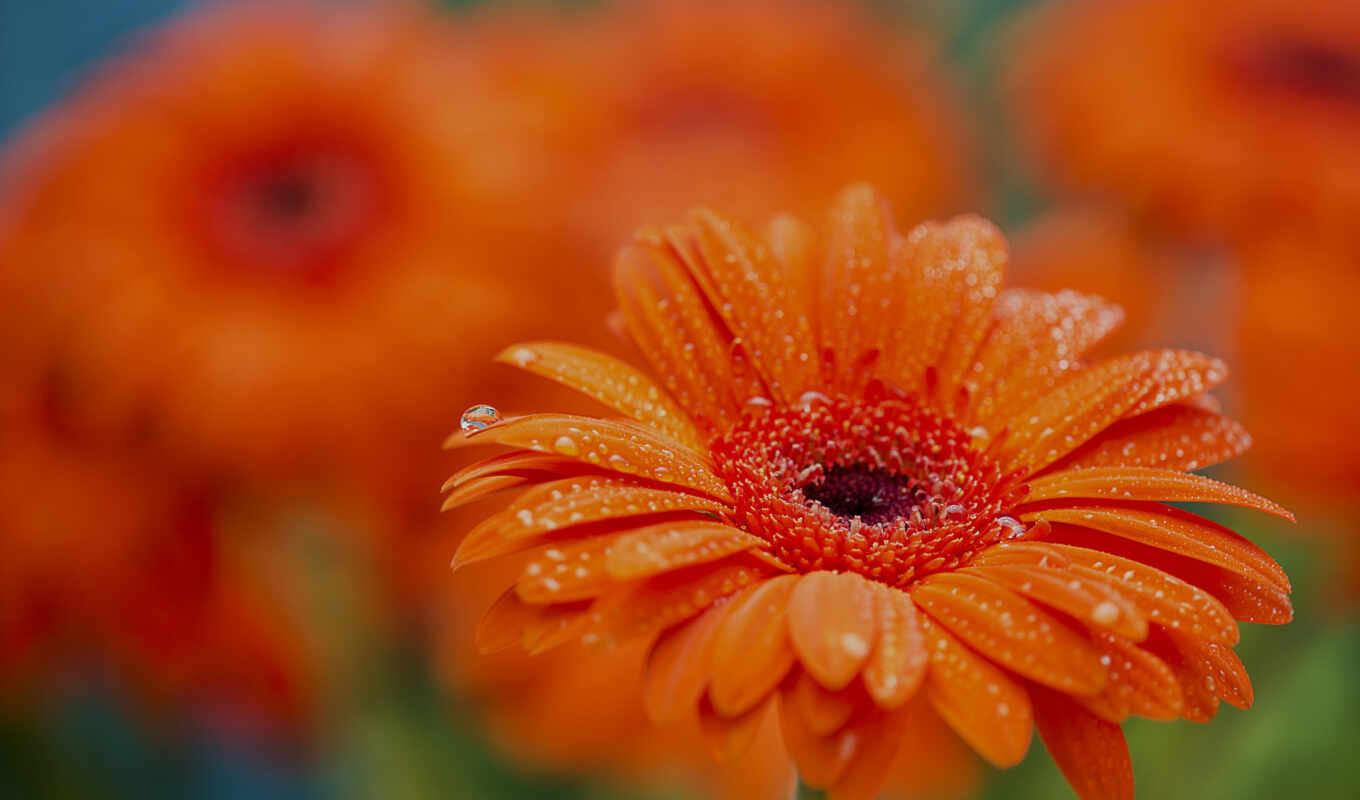 цветы, оранжевый, гербера, oir