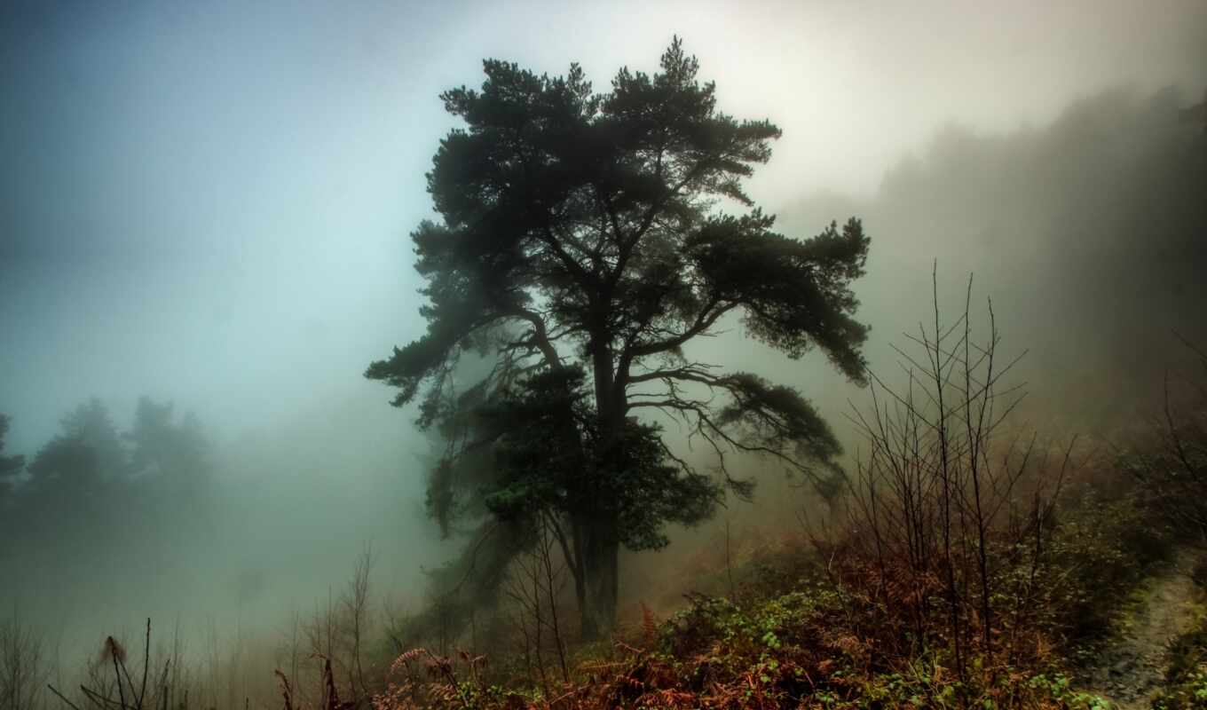 лес, туман, wallbox