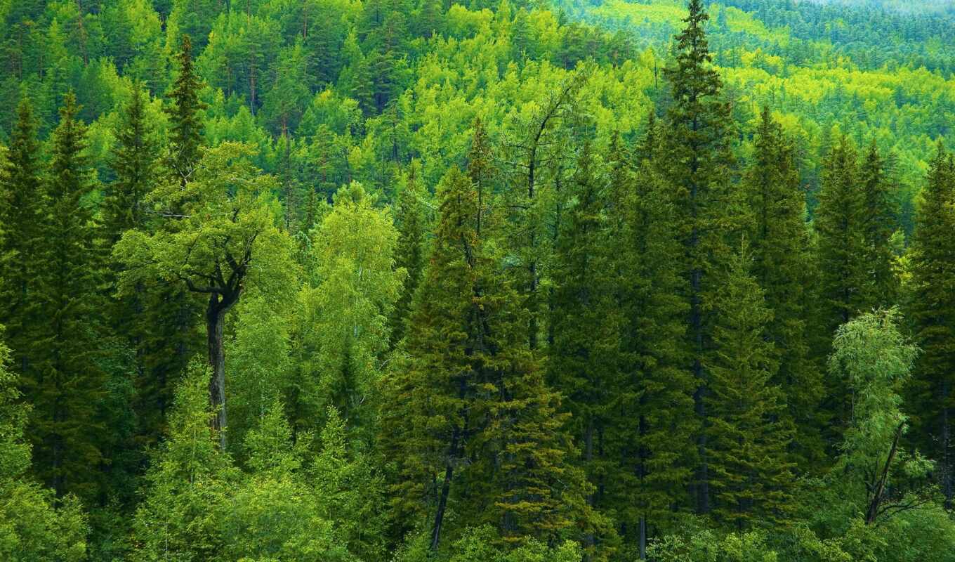 природа, дерево, лес, россия