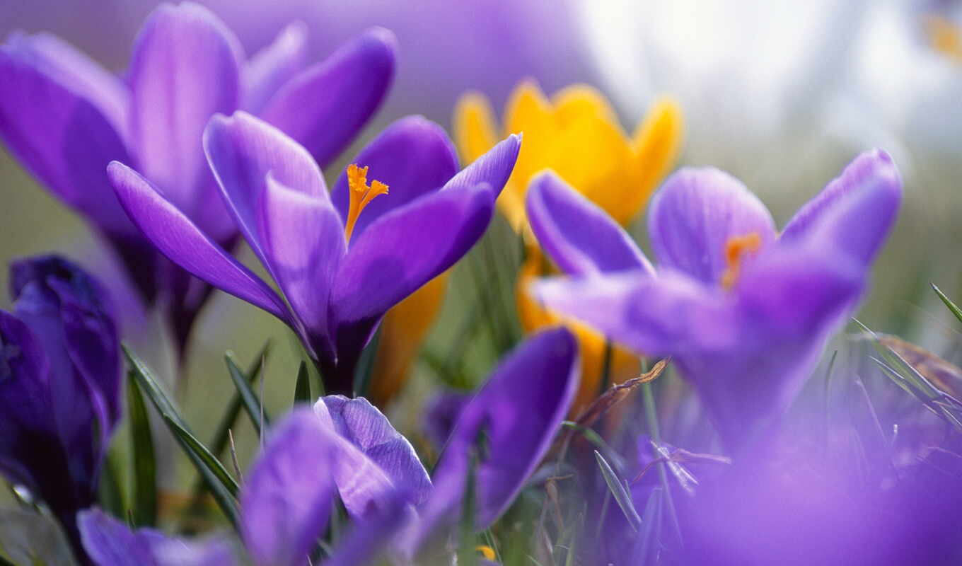 цветы, purple, yellow, funart