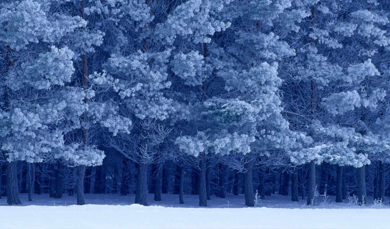 snow, winter, Canada, bird, park, hill, pine