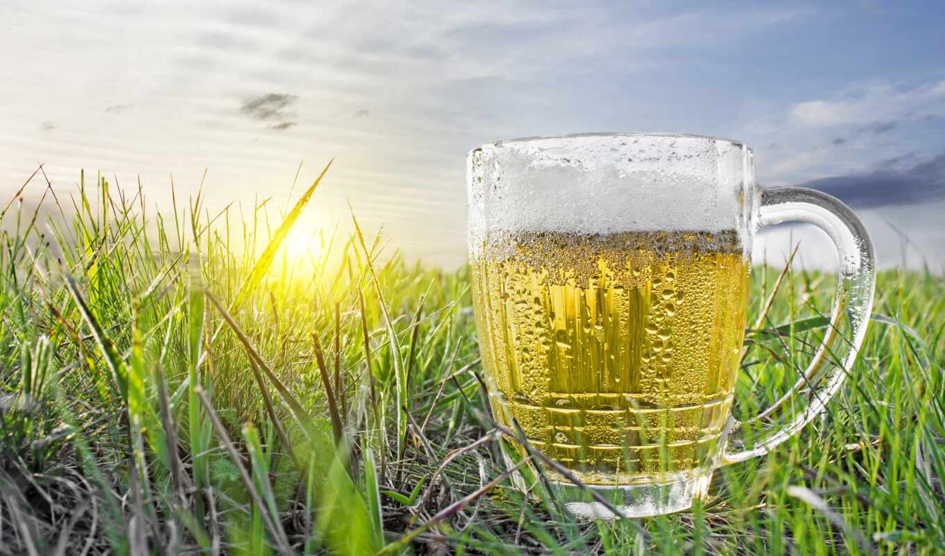 grass, sunset, sunrise, cold, foam, cup, beer, pischat