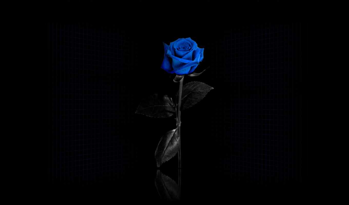 black, rose, fone, blue, black, grid, blue