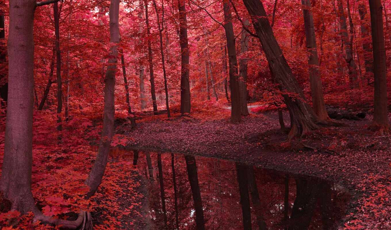 nature, picture, water, forest, red, landscape, beauty, autumn, foliage, river, trees