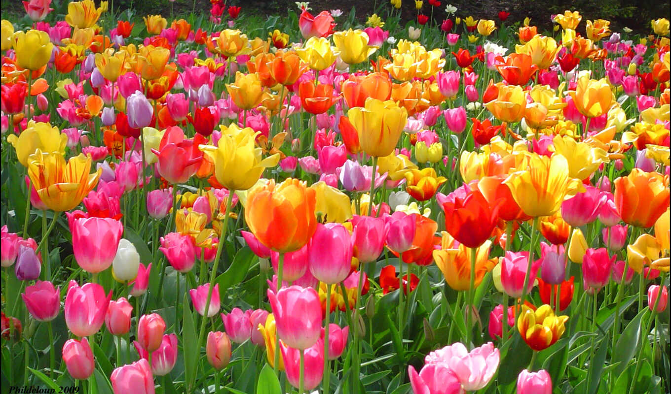 beautiful, live, tulips, landing, tulips, tulip, tulips, home, conditions, seeds