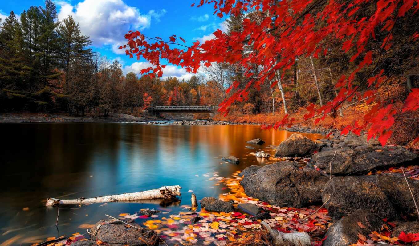 качества, лес, мост, осень, листва, осени, разделе, желтые, осенние, trees, камни