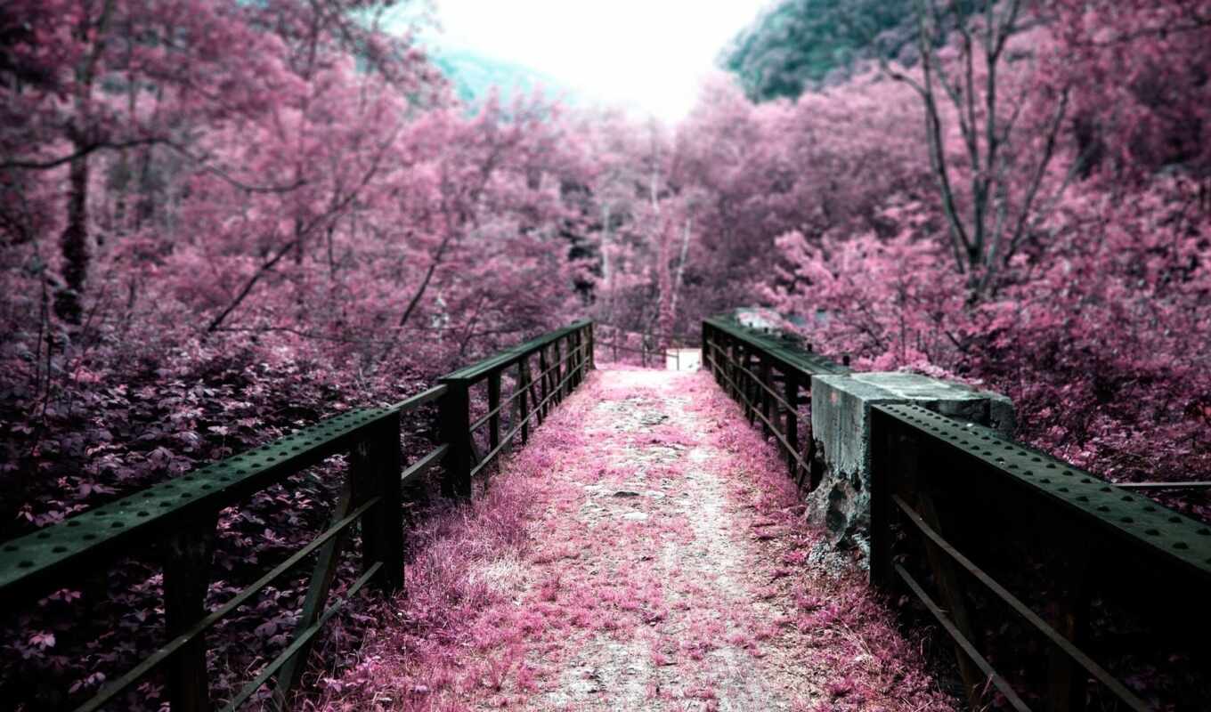 Sakura, Bridge, japanese, garden, cvety, blooming, petals, japanese