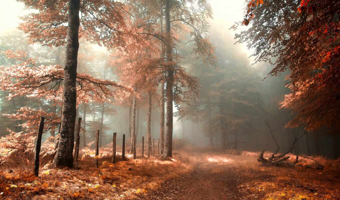 природа, коллекция, одеяло, лес, дорога, осень, туман, забор