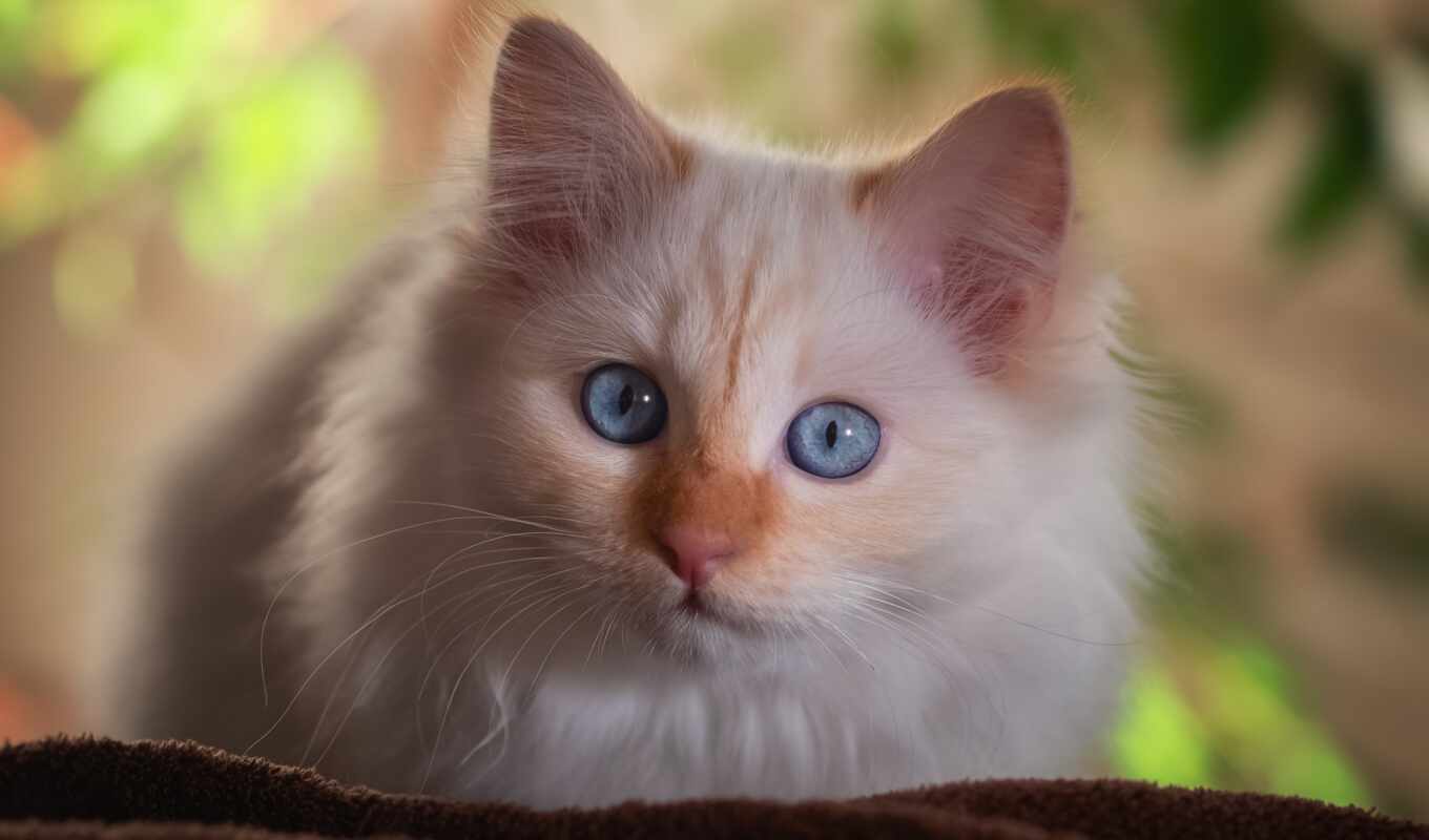 blue, глаз, кот, cute, british, little, animal, пушистый, gato, полу