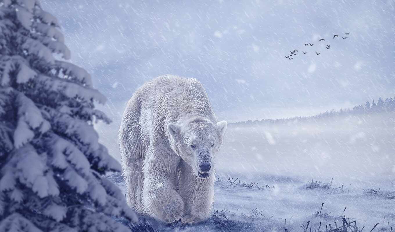 photo, bear, polar, medium