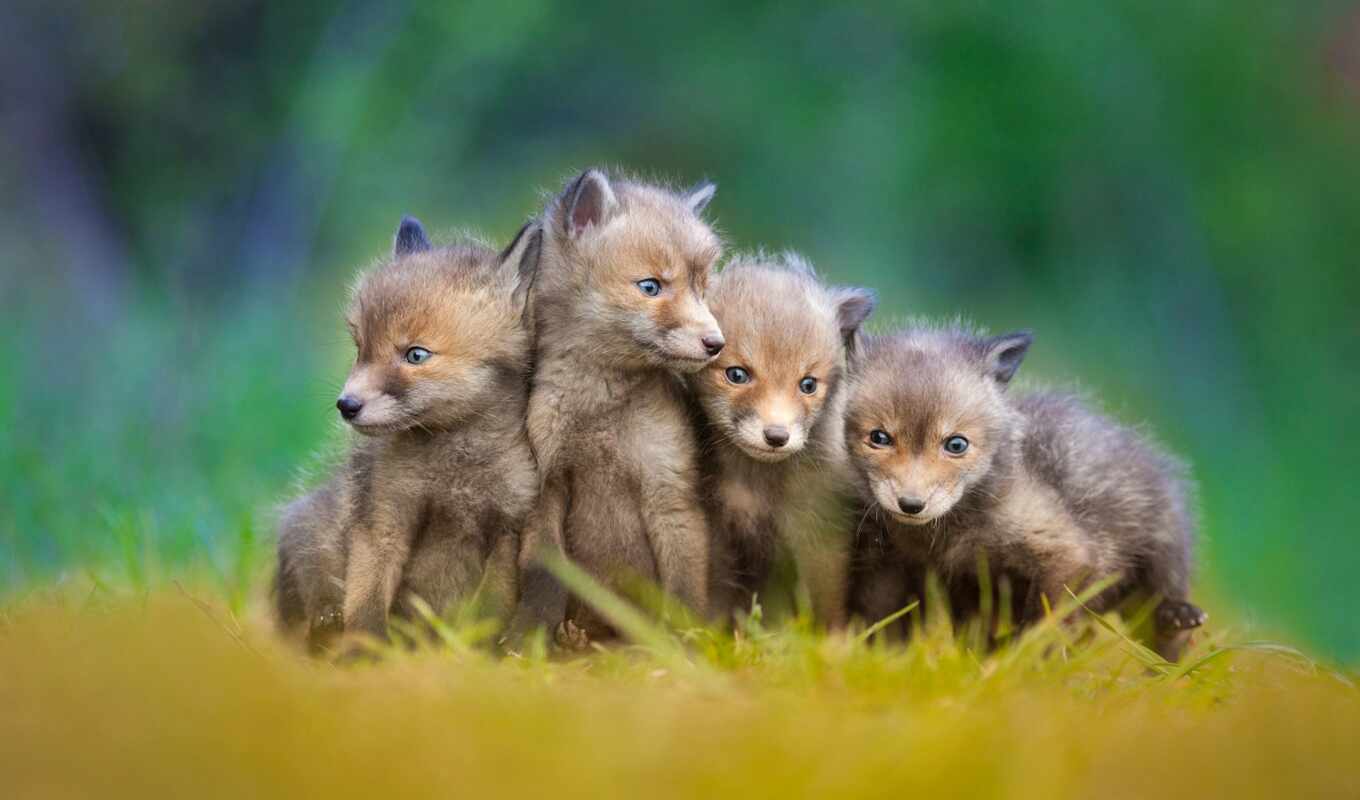 fox, lisen, funart