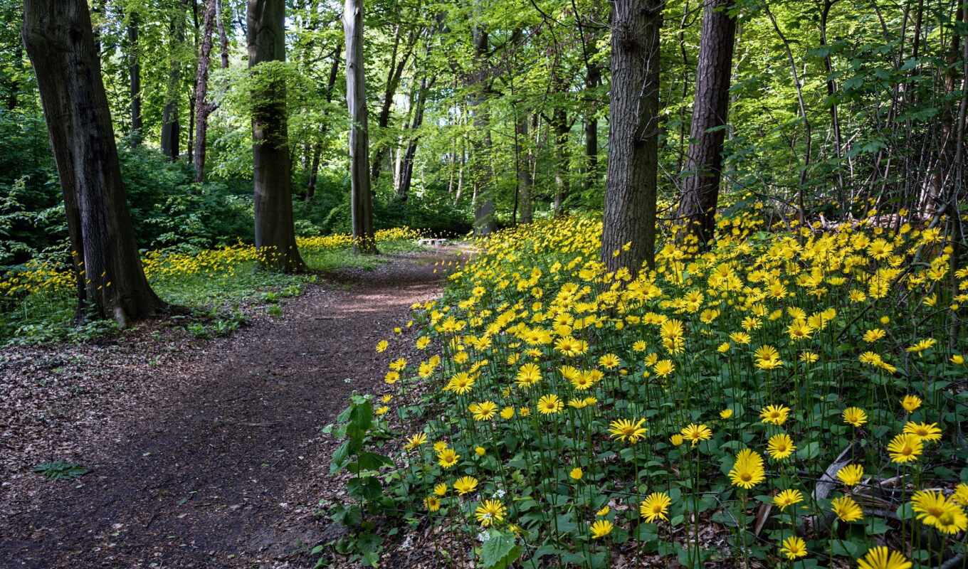 nature, desktop, flowers, green, forest, flowers, trees, path