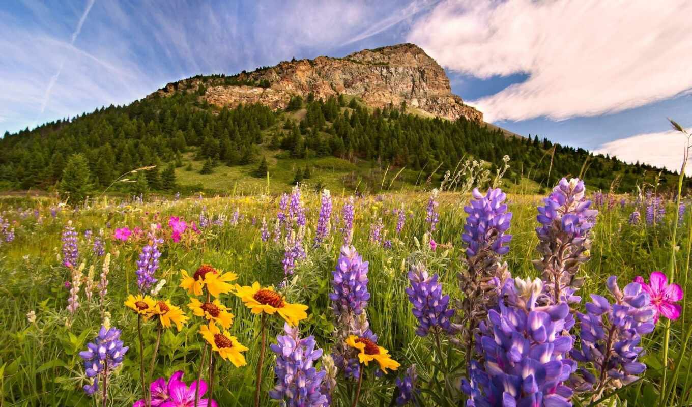 nature, summer, park, lake, national, cvety, wild flowers, mountains, water