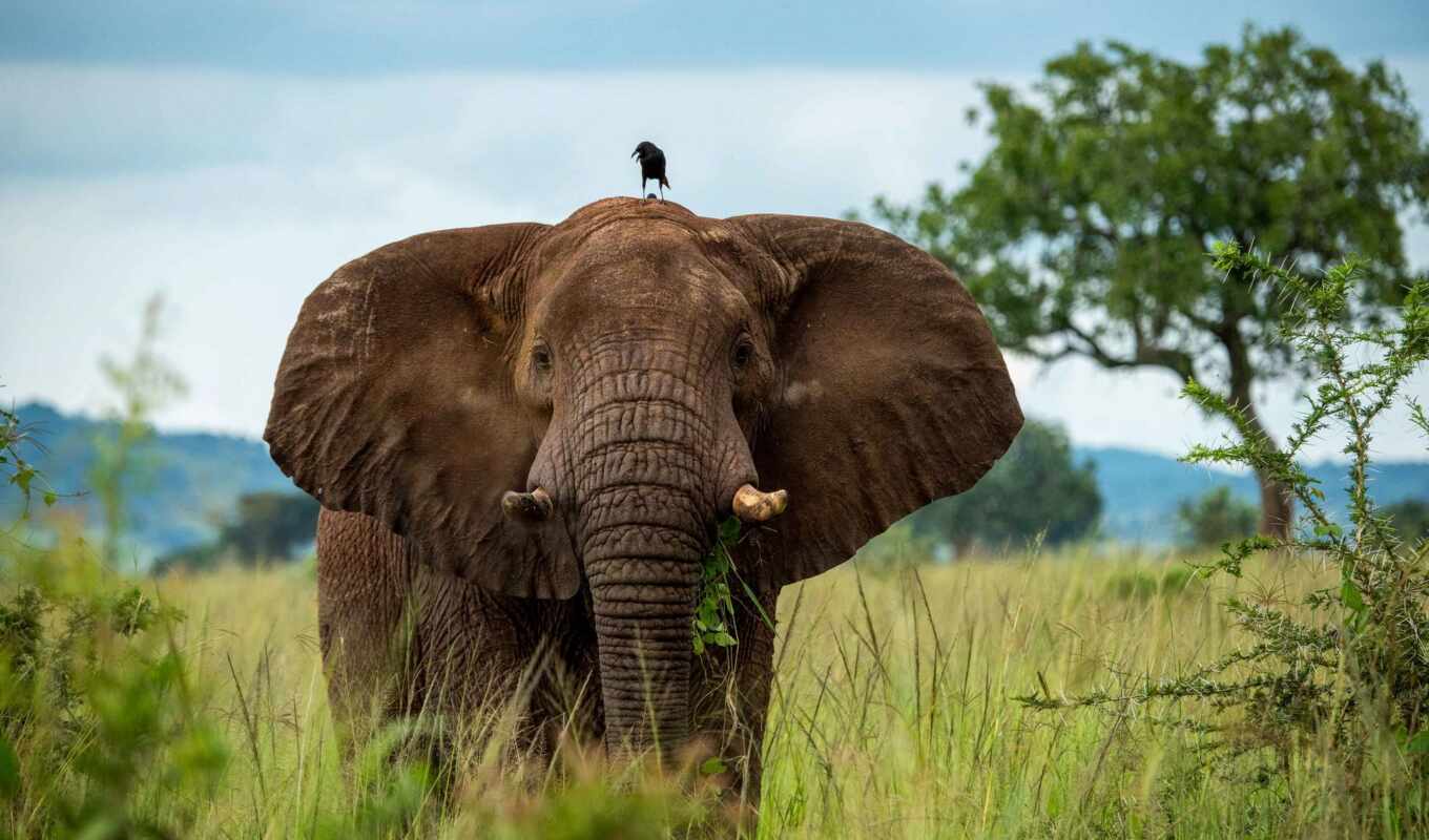 bird, elephant, savannah, animal, the trunk, sit, previe