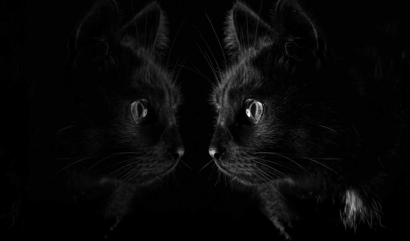 black, profile, черная, кот