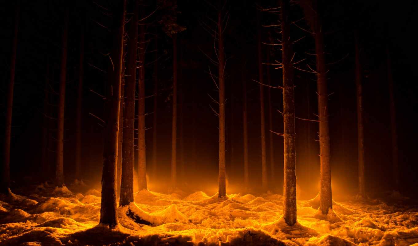 лес, dark, fore