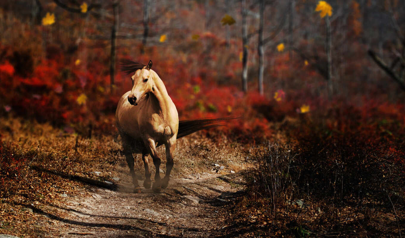 nature, picture, picture, forest, animals, horse, animal, road