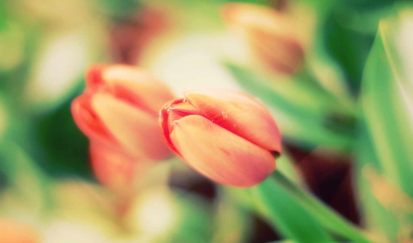 tulips, spring